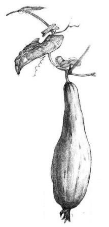 丝瓜素描画法步骤06