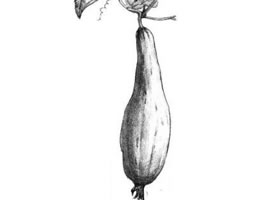 丝瓜素描画法