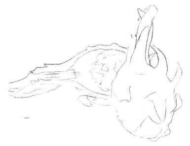 火龙果素描画法步骤02
