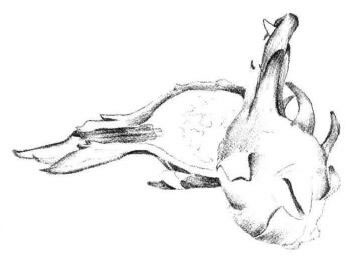 火龙果素描画法步骤03