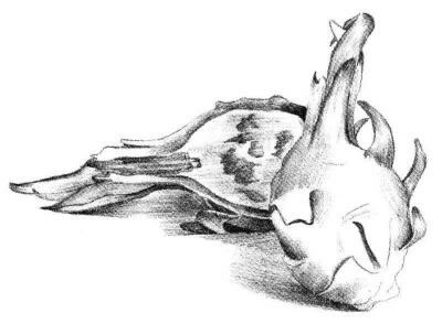火龙果素描画法步骤04