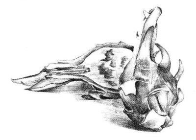 火龙果素描画法步骤5