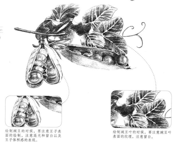 豌豆素描画法