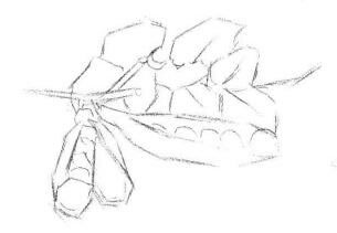 豌豆素描画法步骤01