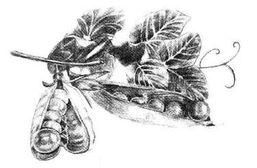豌豆素描画法步骤07