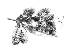 豌豆素描画法