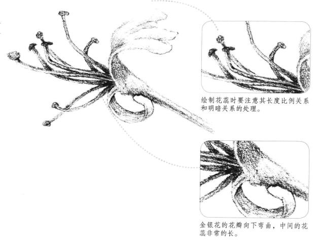 金银花花瓣素描画法