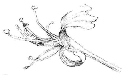 金银花花瓣素描画法步骤03