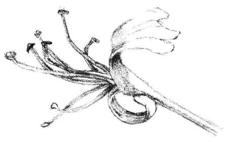 金银花花瓣素描画法步骤04