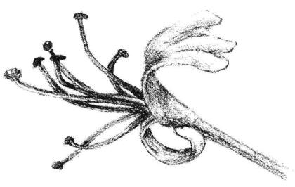 金银花花瓣素描画法步骤05