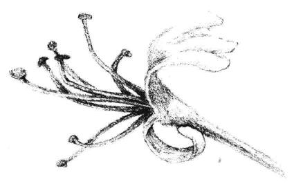 金银花花瓣素描画法步骤06