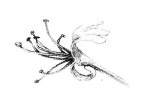 金银花花瓣素描画法