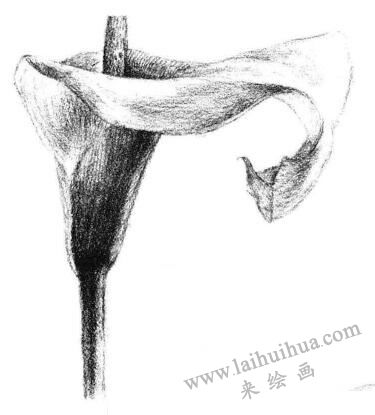 马蹄花花瓣素描画法步骤04