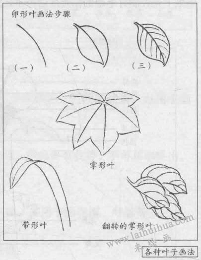花卉白描画法的基本结构：卵形叶画法步骤