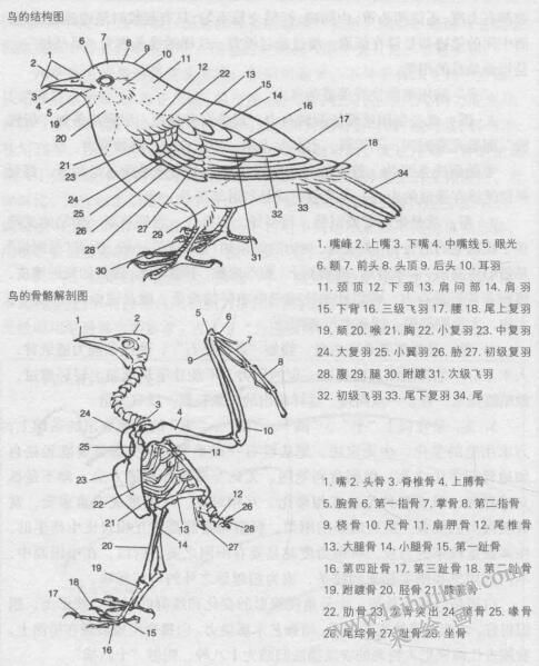 鸟的结构，禽鸟白描画法的基本笔法