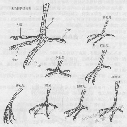 禽鸟脚的结构图，禽鸟白描画法的基本结构