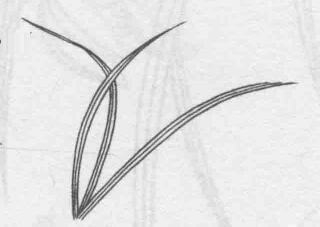 白描兰花叶子的画法步骤04：三笔交凤眼