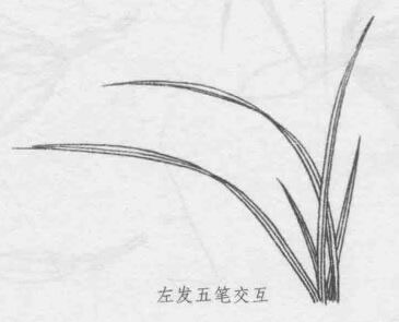 白描兰花叶子的画法步骤05：左发五笔交互