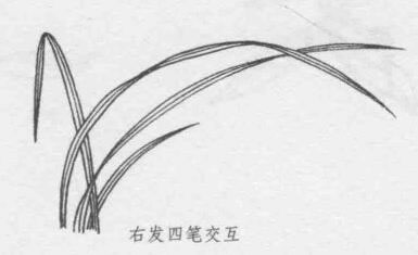 白描兰花叶子的画法步骤07：右发四笔交互