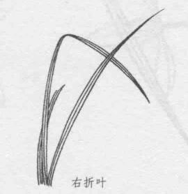 白描兰花叶子的画法步骤08：右折叶