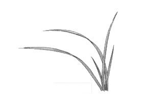 白描兰花叶子的画法步骤与技巧