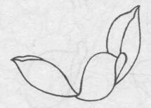 白描荷花花头的画法步骤03