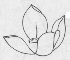 白描荷花花头的画法步骤04