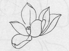 白描荷花花头的画法步骤05