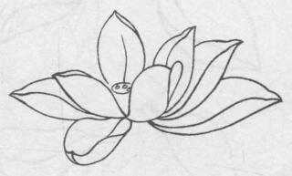 白描荷花花头的画法步骤06