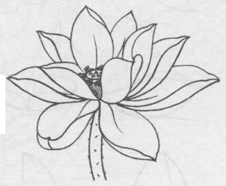 白描荷花花头的画法步骤07