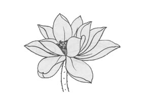 白描荷花花头的画法步骤与技巧