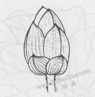 白描荷花花苞的变化步骤01