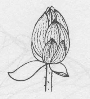 白描荷花花苞的变化步骤02