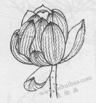 白描荷花花苞的变化步骤03