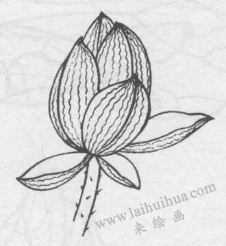 白描荷花花苞的变化步骤04