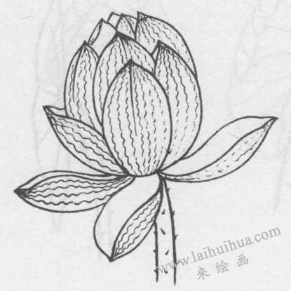 白描荷花花苞的变化步骤05