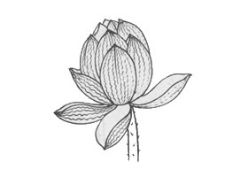 白描荷花花苞的变化步骤与技巧