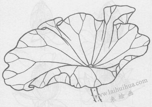 白描荷花花叶的画法变化步骤与技巧01