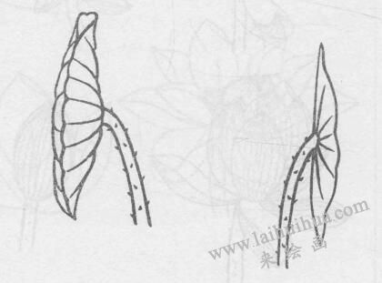 白描荷花花叶的画法变化步骤与技巧02
