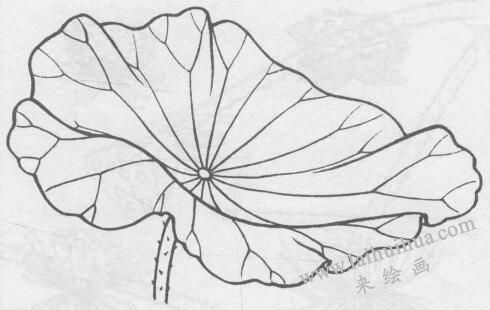 白描荷花花叶的画法变化步骤与技巧03