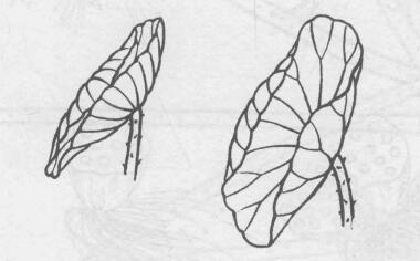 白描荷花花叶的画法变化步骤与技巧04