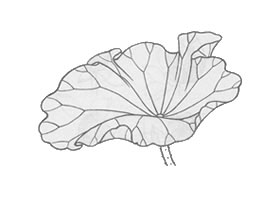 白描荷花花叶的画法变化步骤与技巧
