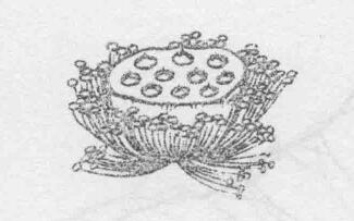 白描荷花花蕊的画法步骤与技巧01
