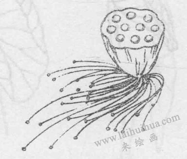 白描荷花花蕊的画法步骤与技巧06