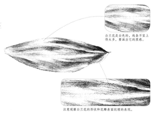 白兰花花瓣素描画法