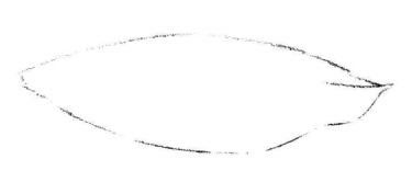 白兰花花瓣素描画法步骤01