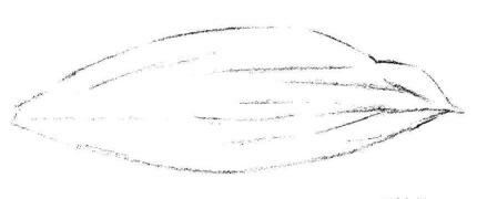 白兰花花瓣素描画法步骤02