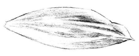 白兰花花瓣素描画法步骤03