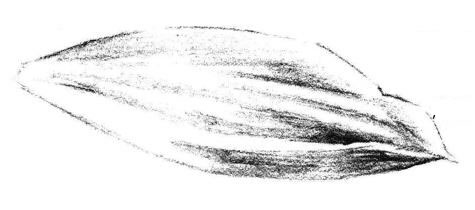 白兰花花瓣素描画法步骤04