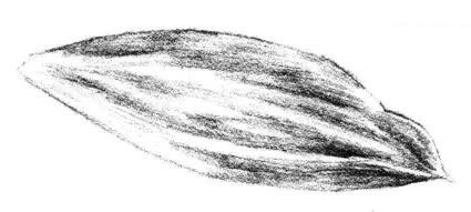 白兰花花瓣素描画法步骤05